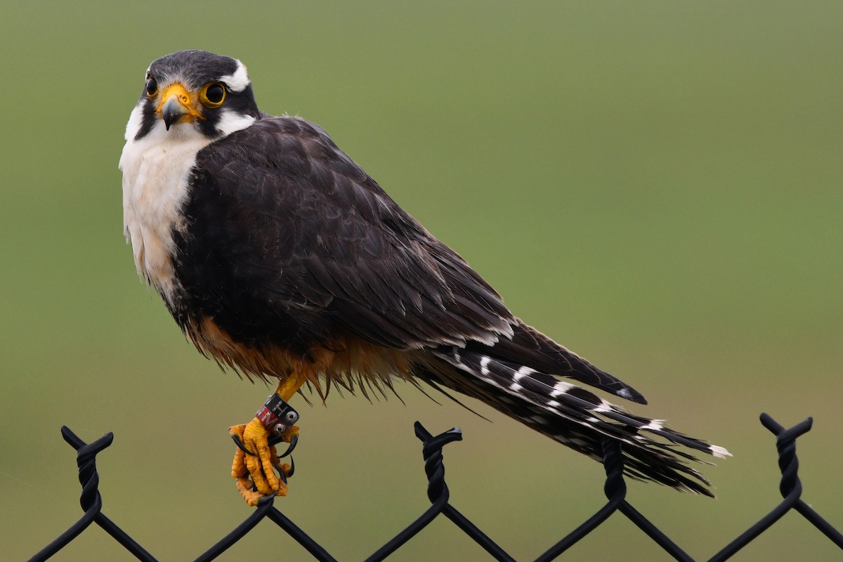 Aplomado Falcon - Ethan Lai