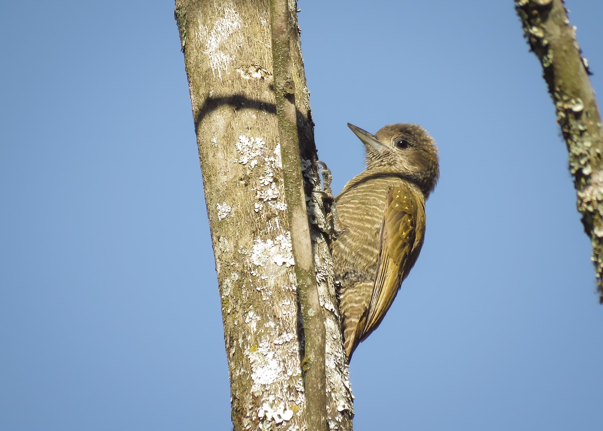 Little Woodpecker - Arthur Gomes