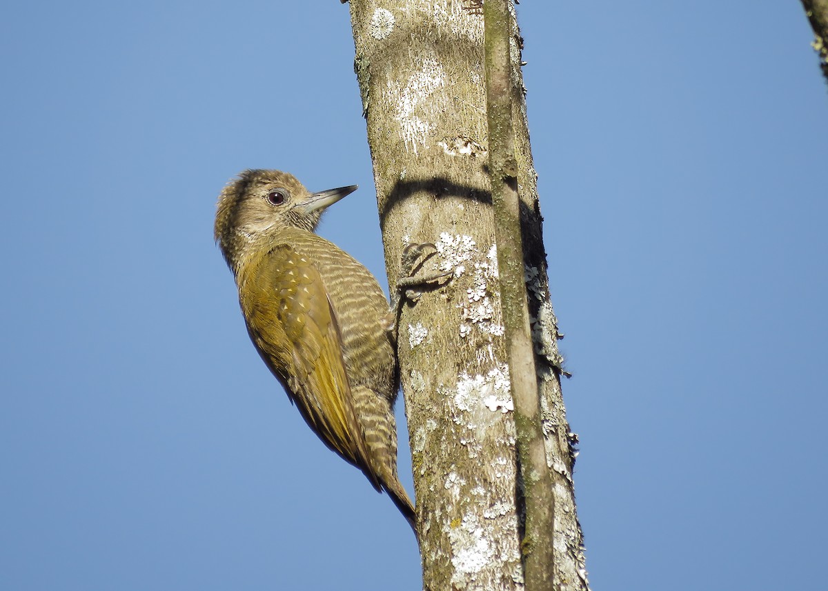 Little Woodpecker - Arthur Gomes