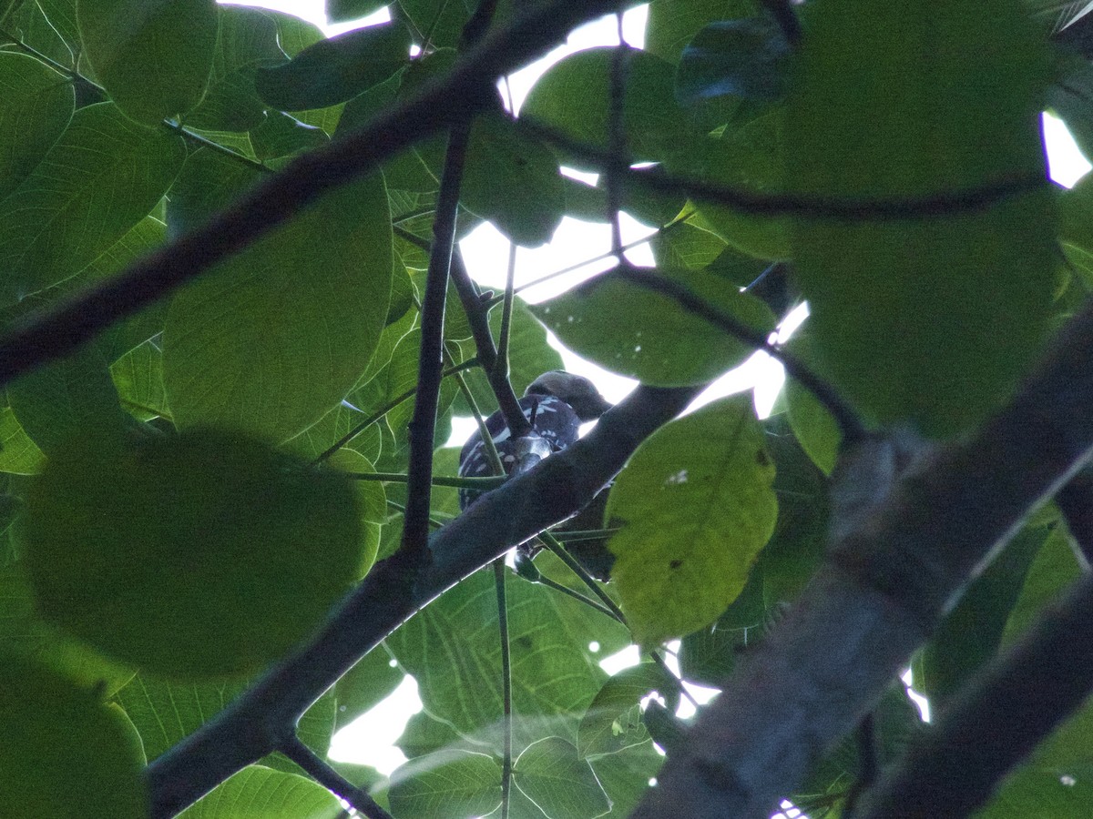 Great Spotted Woodpecker - ML171568931