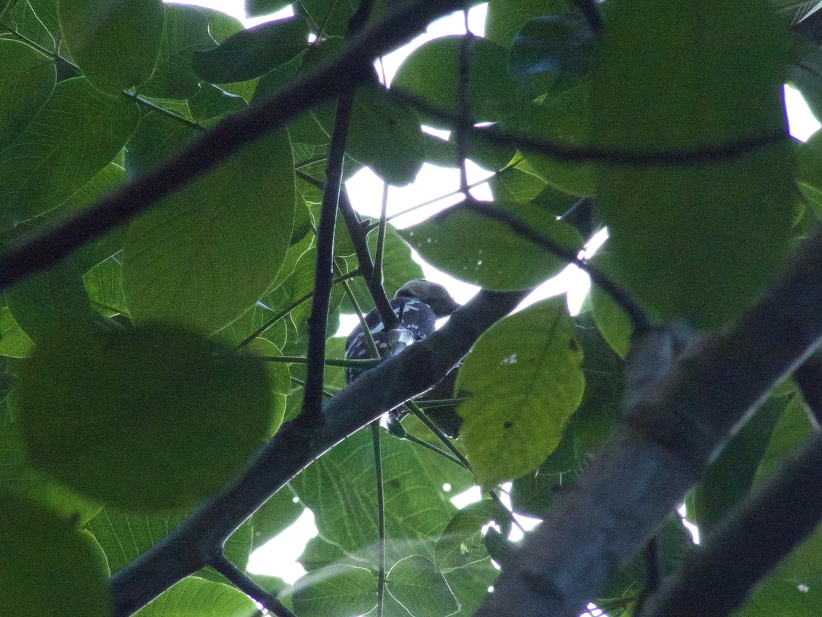 Great Spotted Woodpecker - Kai Victor