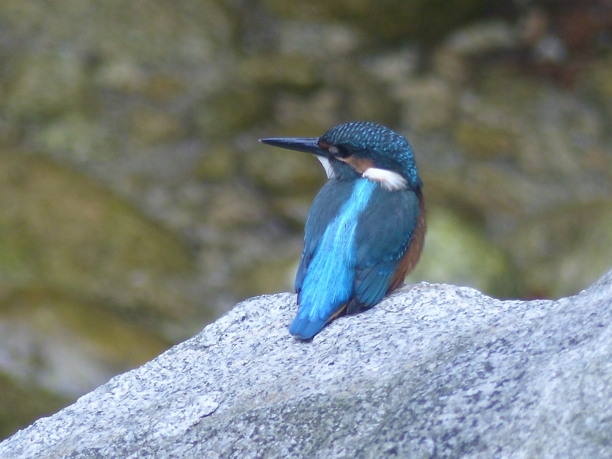 Martin-pêcheur d'Europe - ML171569191