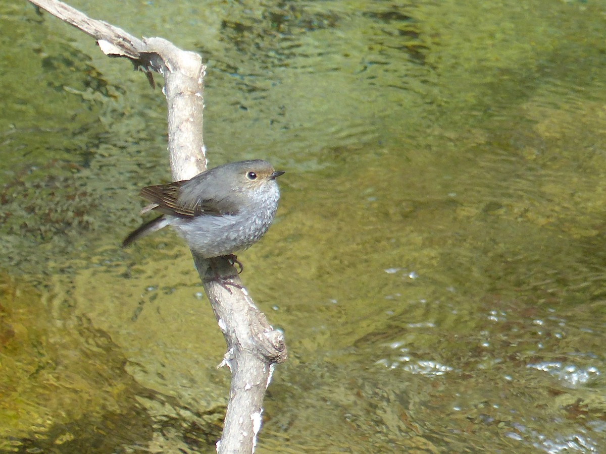 Plumbeous Redstart - ML171569331