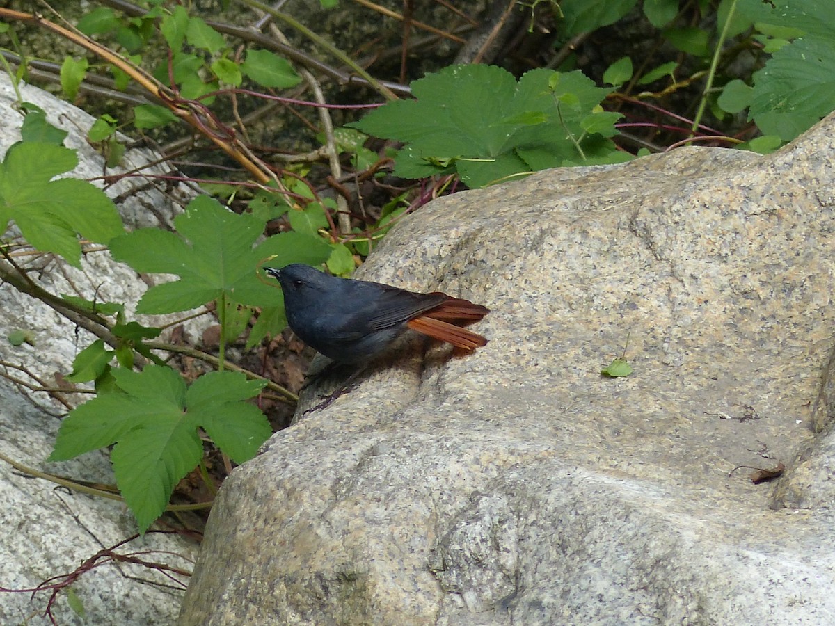 Plumbeous Redstart - ML171569491