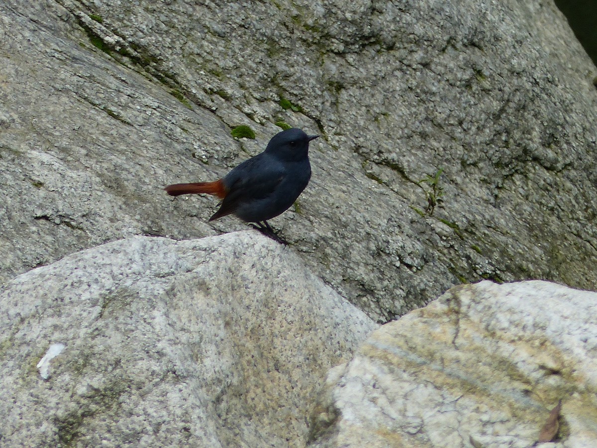 Plumbeous Redstart - ML171569511