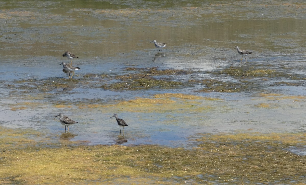 Greater Yellowlegs - ML171570521