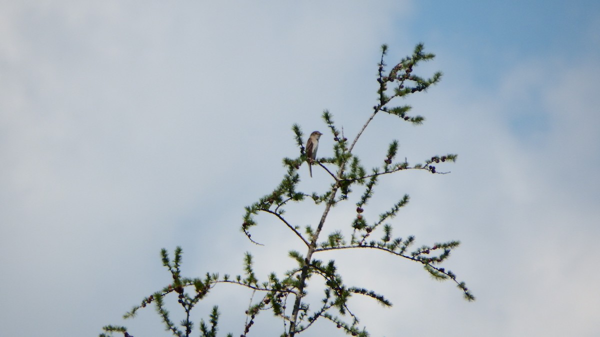 Alder Flycatcher - Aaron Ludwig