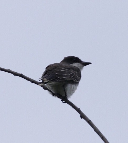 Eastern Kingbird - ML171572011