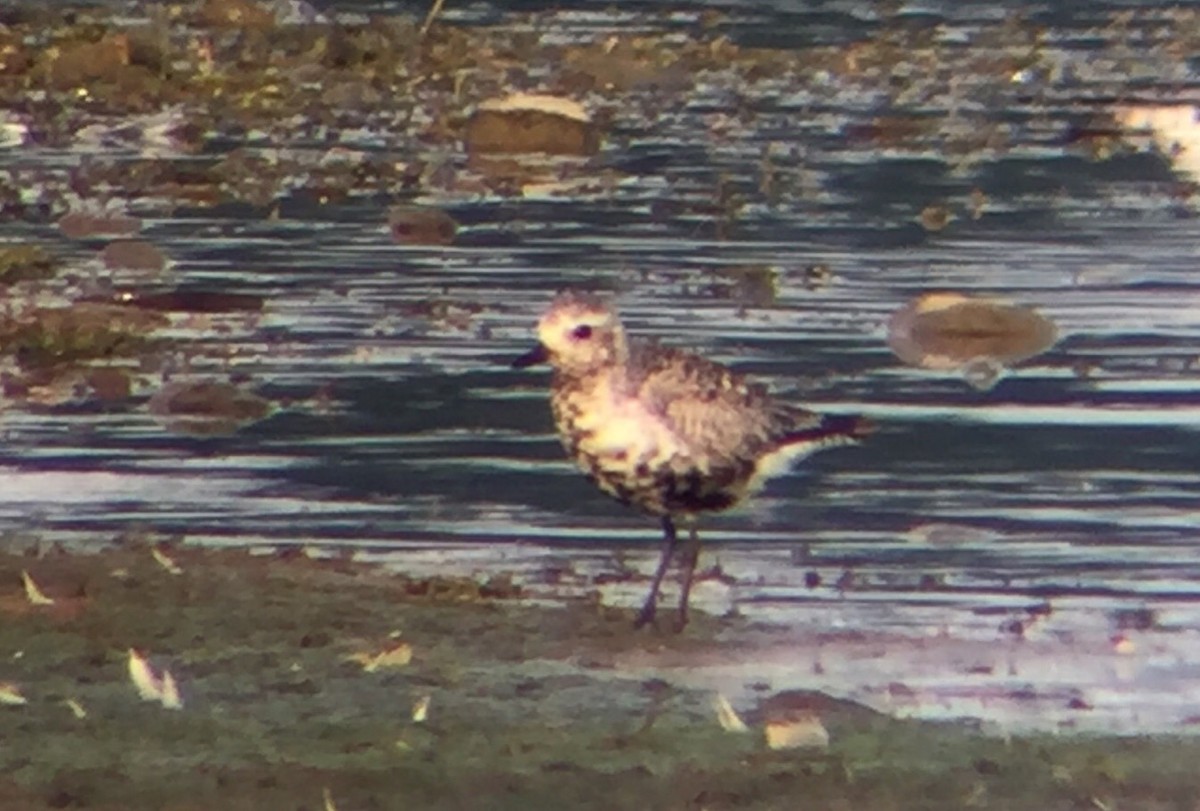 Black-bellied Plover - ML171572551