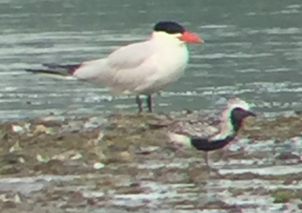 Black-bellied Plover - ML171572561