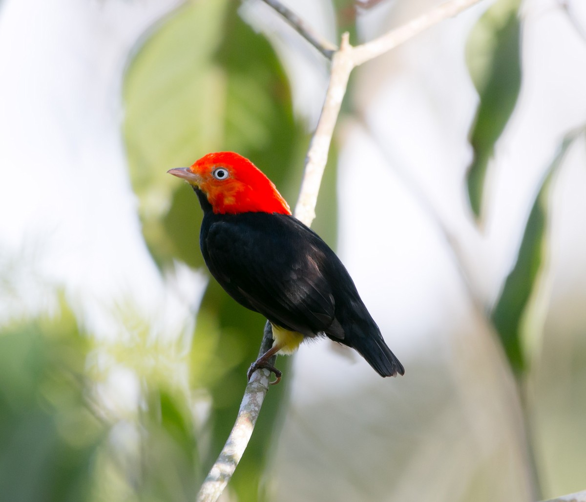 Red-capped Manakin - Isaias Morataya