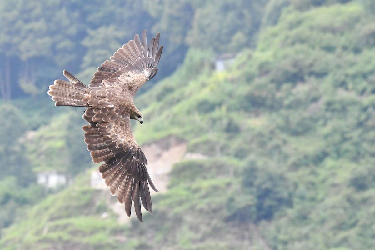 Black Kite (Black-eared) - Ian Hearn