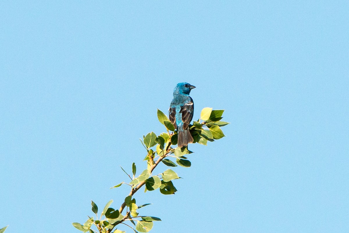 Lazuli Bunting - ML171574781