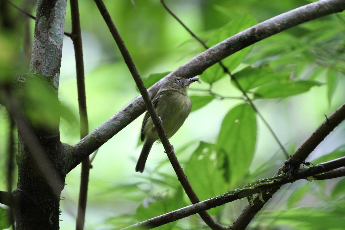 Southern Bentbill - Evan Buechley