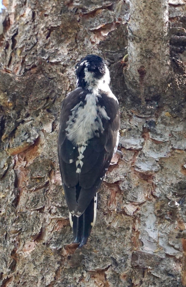 American Three-toed Woodpecker - ML171576631