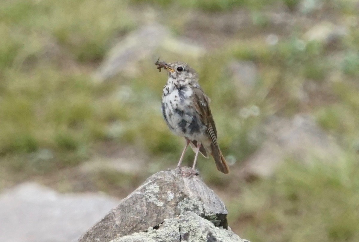 Hermit Thrush - ML171576851