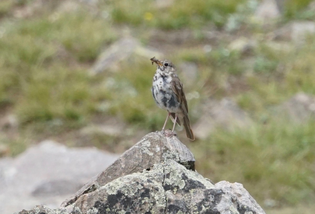 Hermit Thrush - ML171576881