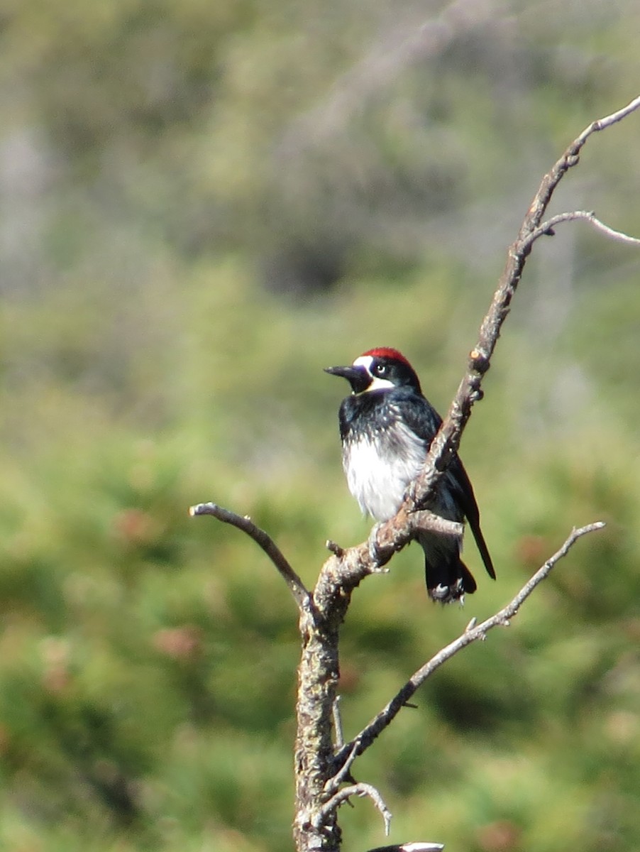 Acorn Woodpecker - ML171577611