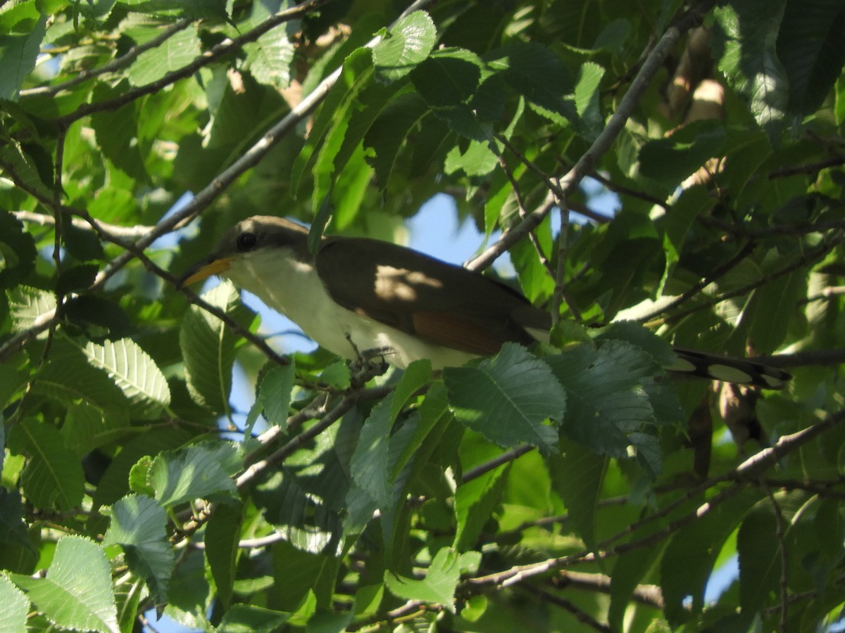 Yellow-billed Cuckoo - Paul Suchanek