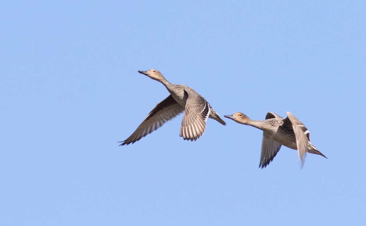 Northern Pintail - Doug Gochfeld