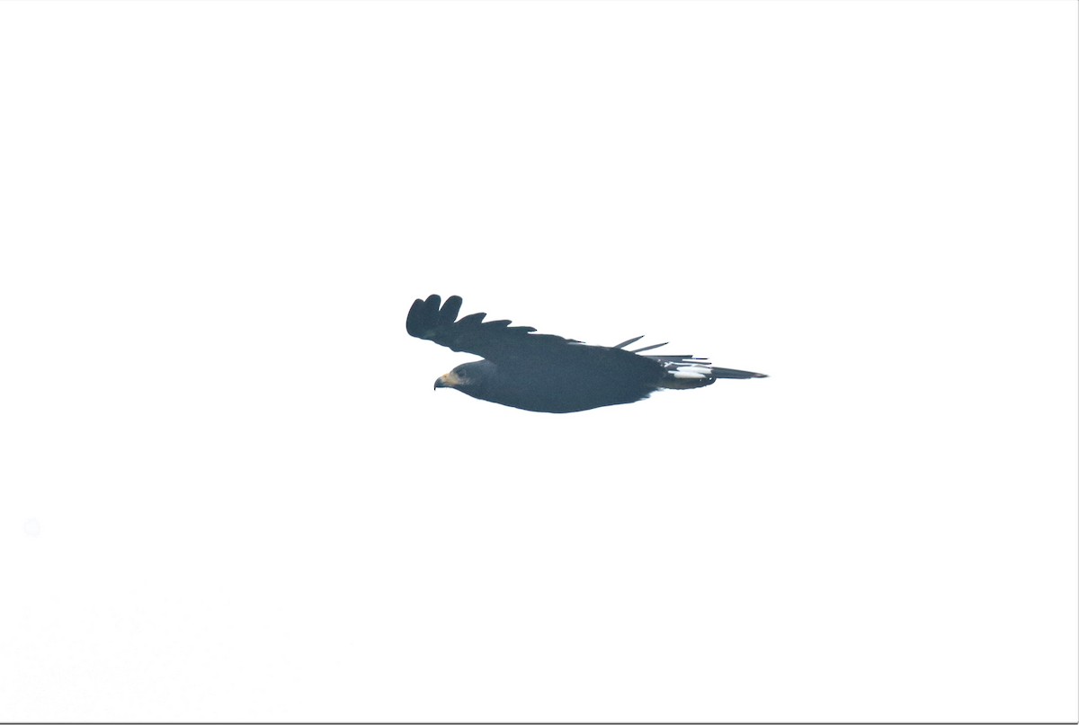 Common Black Hawk - Josue  de León Lux (Birding Guide) josuedeleonlux@gmail.com +502 3068 8988