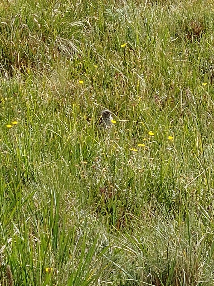 White-crowned Sparrow - ML171580861