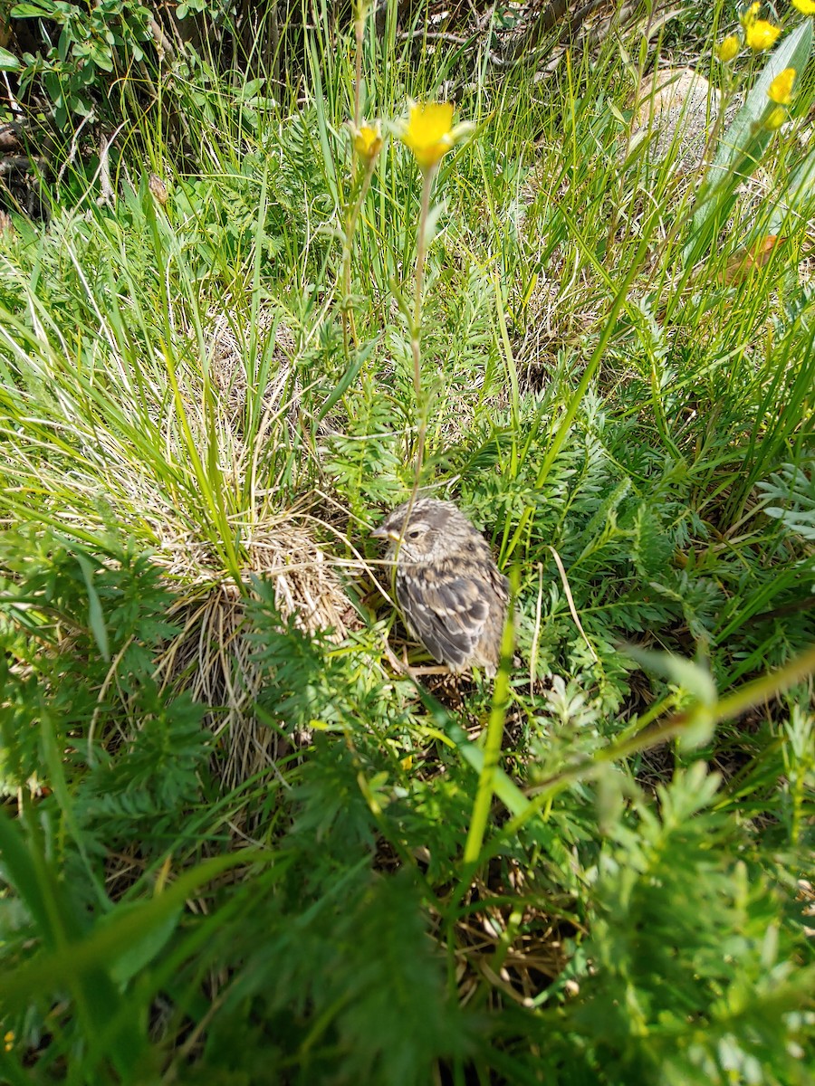 White-crowned Sparrow - ML171580991