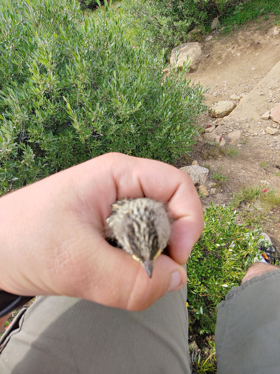 White-crowned Sparrow - ML171581061