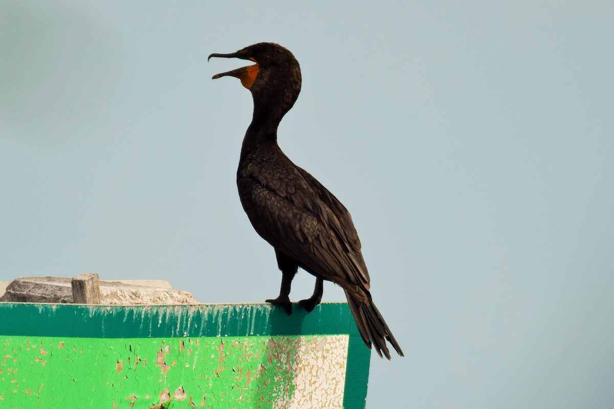 Double-crested Cormorant - Joe Cochran