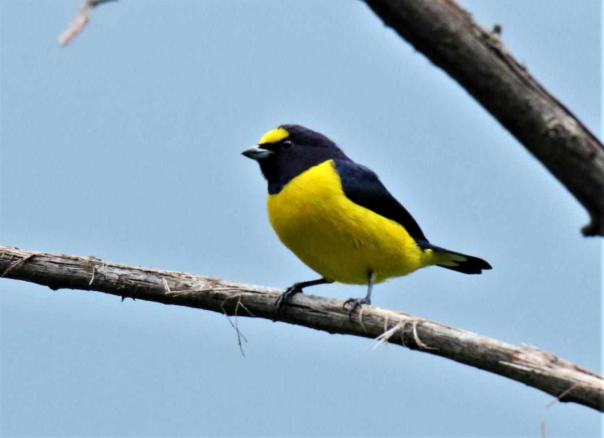 Scrub Euphonia - ML171581341