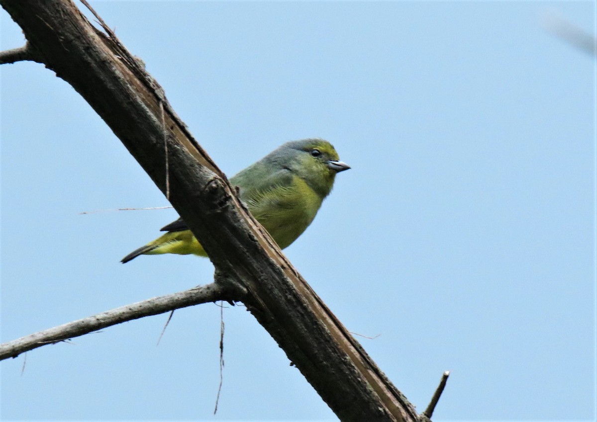 Scrub Euphonia - ML171581351