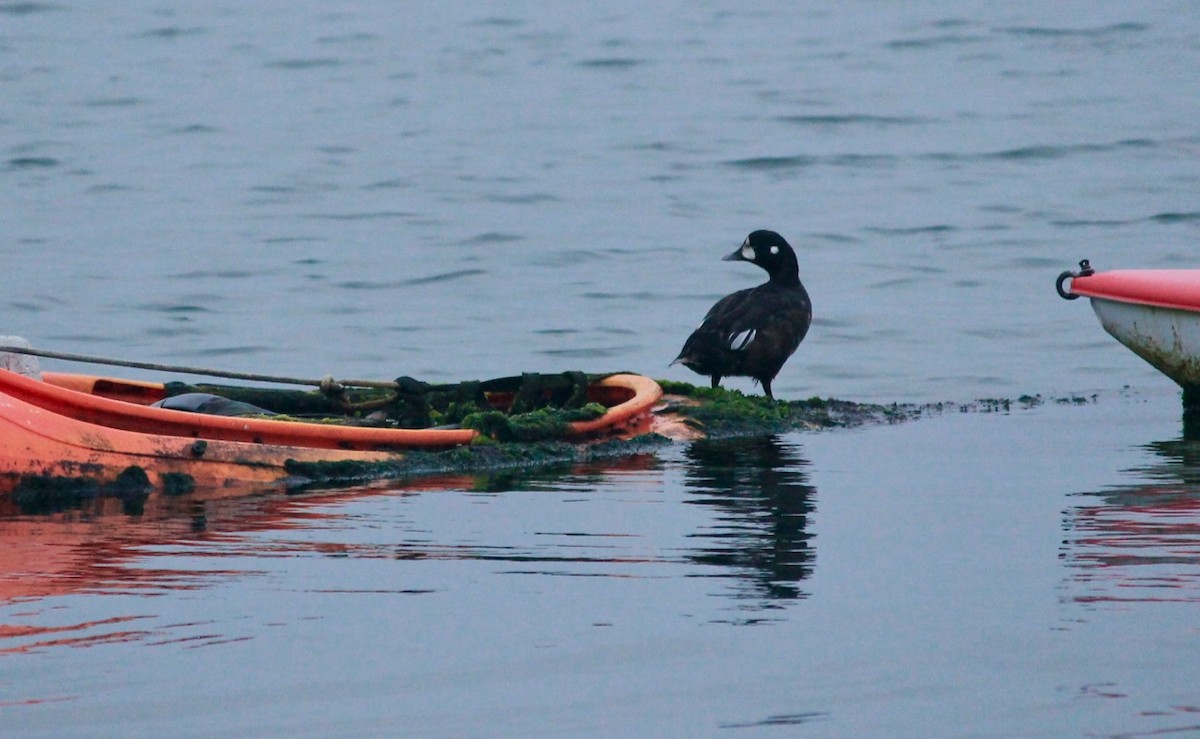 Harlequin Duck - ML171582991