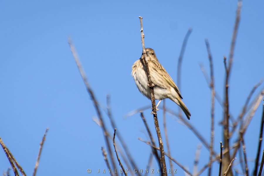 Saffron Finch - ML171585291