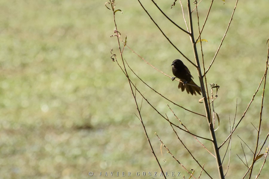 Variable Oriole - ML171585971