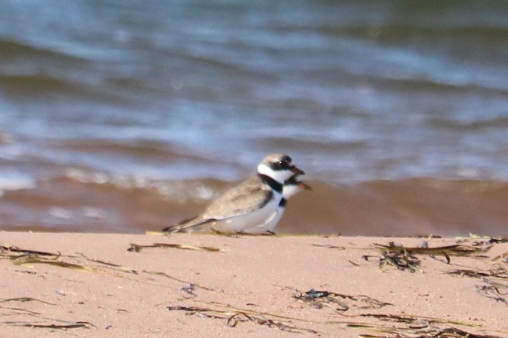 Semipalmated Plover - ML171586011