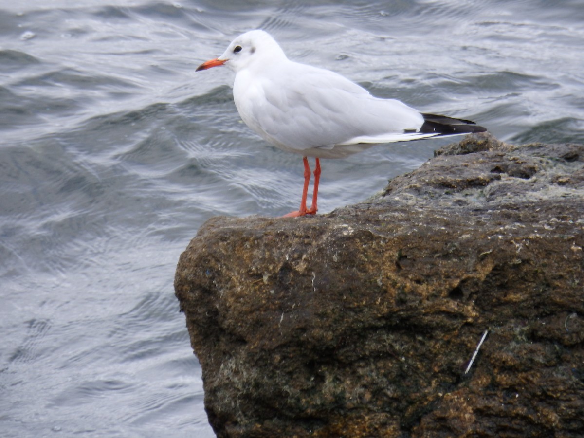 Mouette rieuse - ML171586651