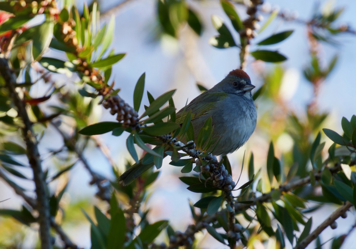 Green-tailed Towhee - ML171587201