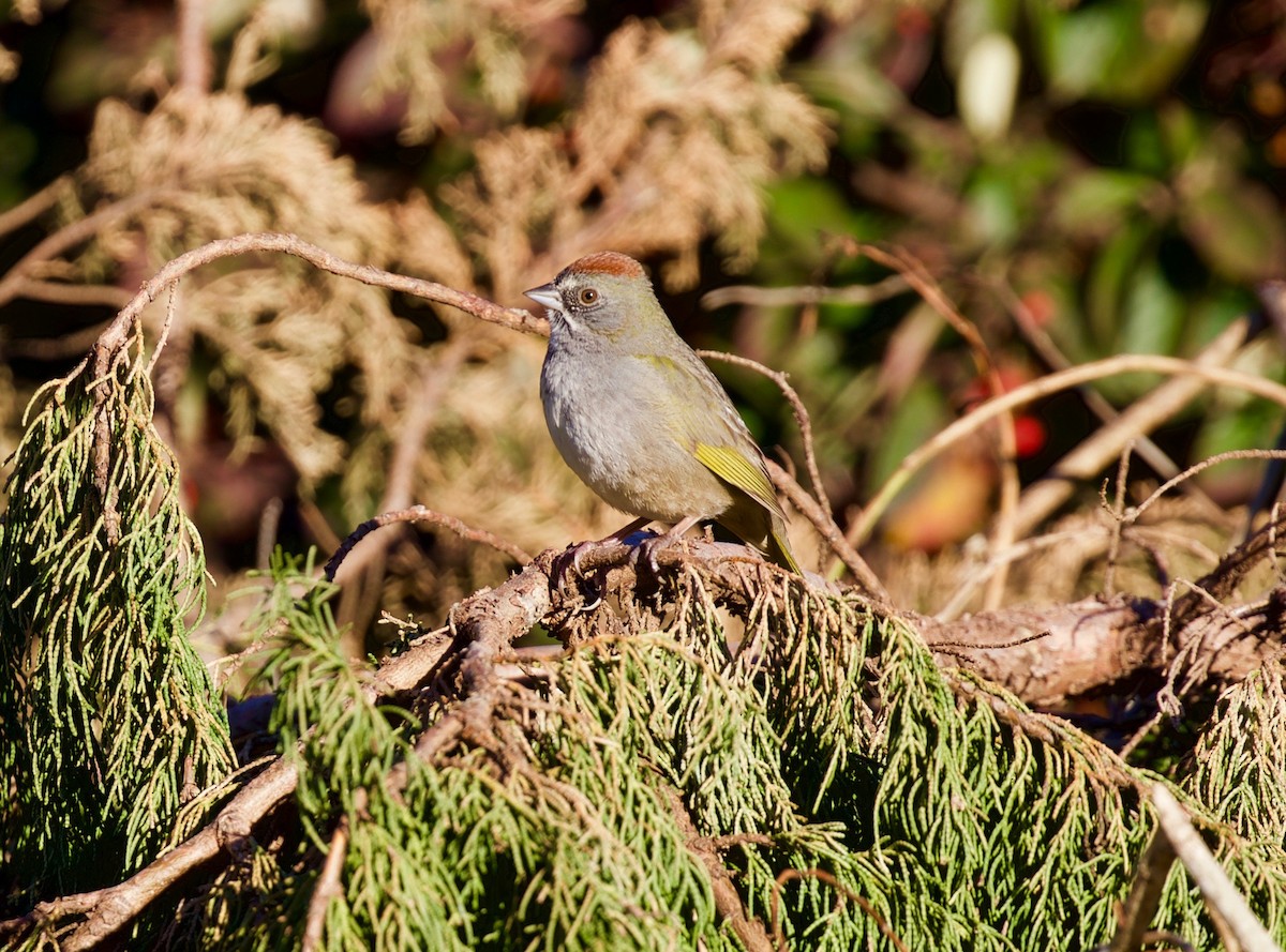 Green-tailed Towhee - ML171587261