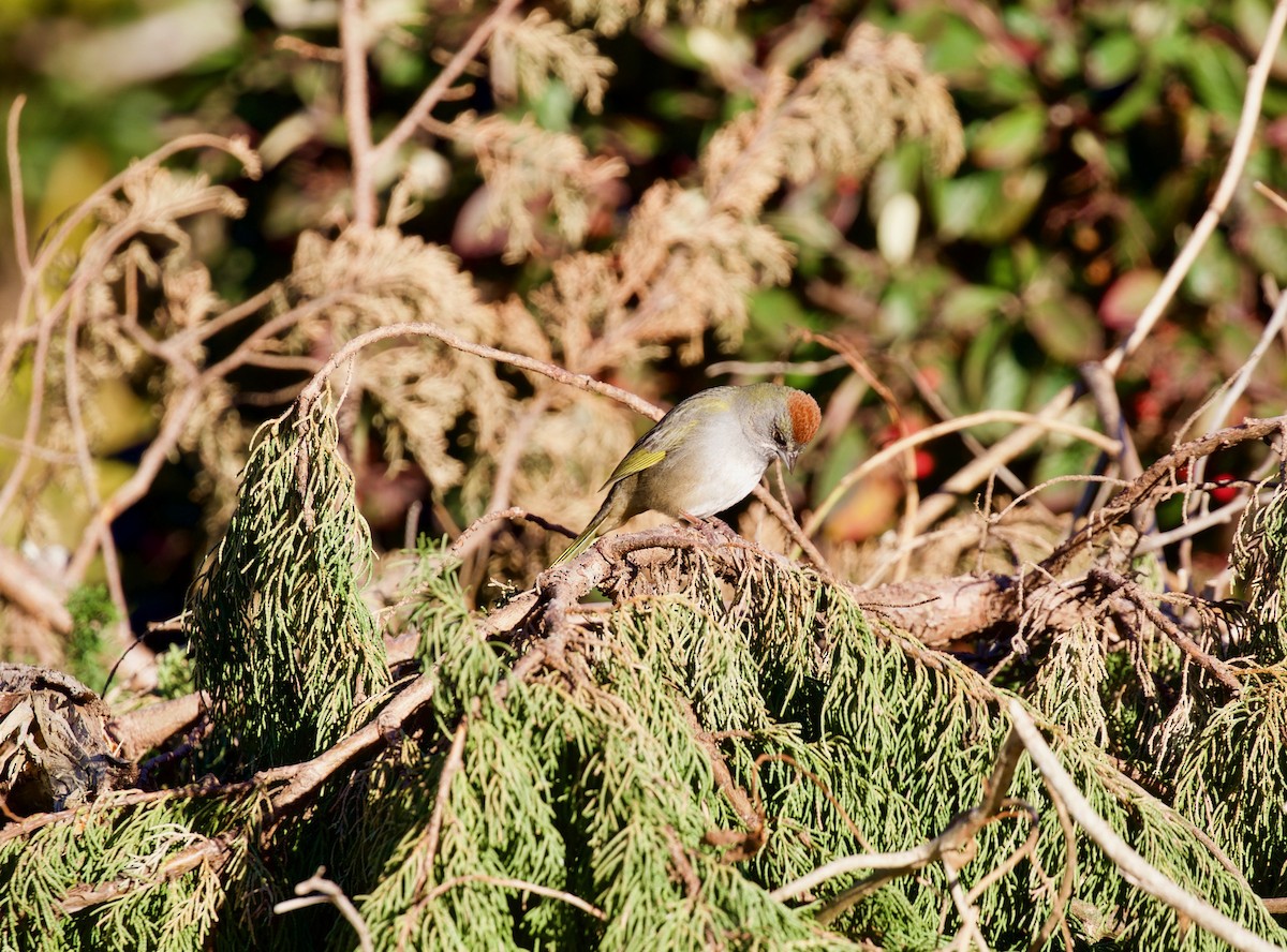 Green-tailed Towhee - ML171587331