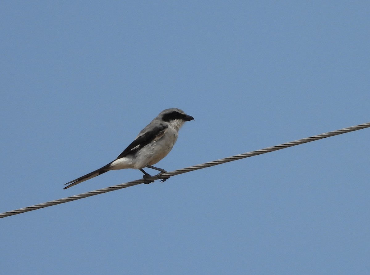 Loggerhead Shrike - ML171587641