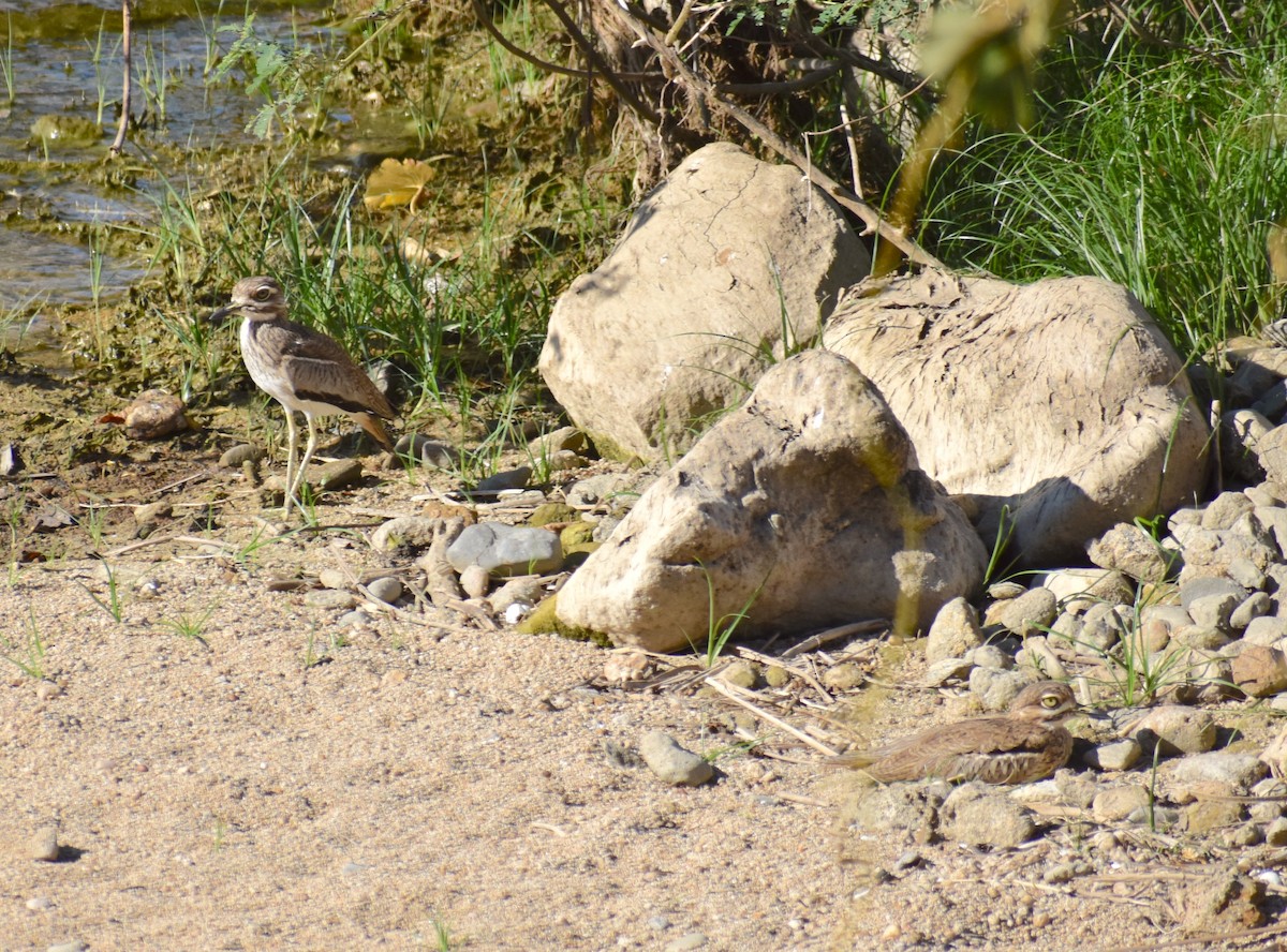 Water Thick-knee - Stuart Malcolm