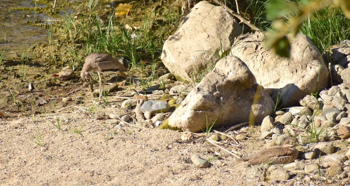 Water Thick-knee - Stuart Malcolm