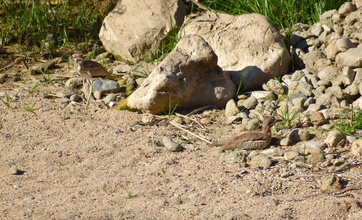 Water Thick-knee - Stuart Malcolm