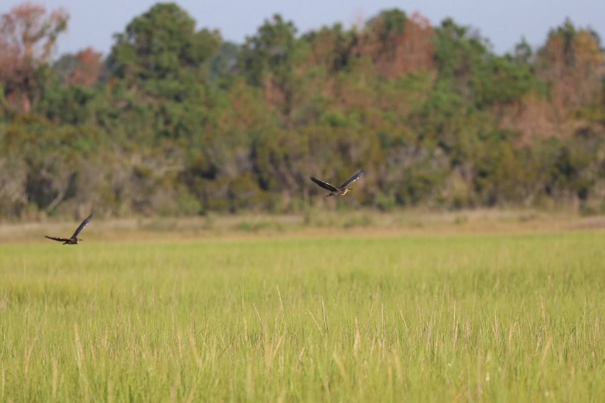 Green Heron - ML171589971