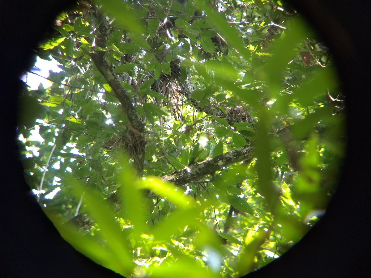 White-fronted Parrot - Adrian Ciprés