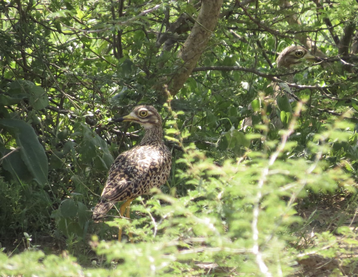 Spotted Thick-knee - ML171592361