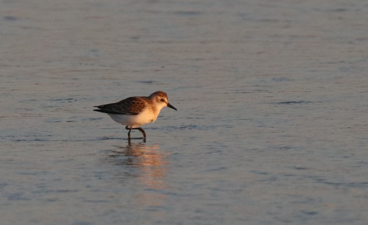 Semipalmated Sandpiper - K Dean Edwards