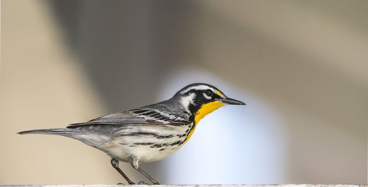 Yellow-throated Warbler - ML171594931