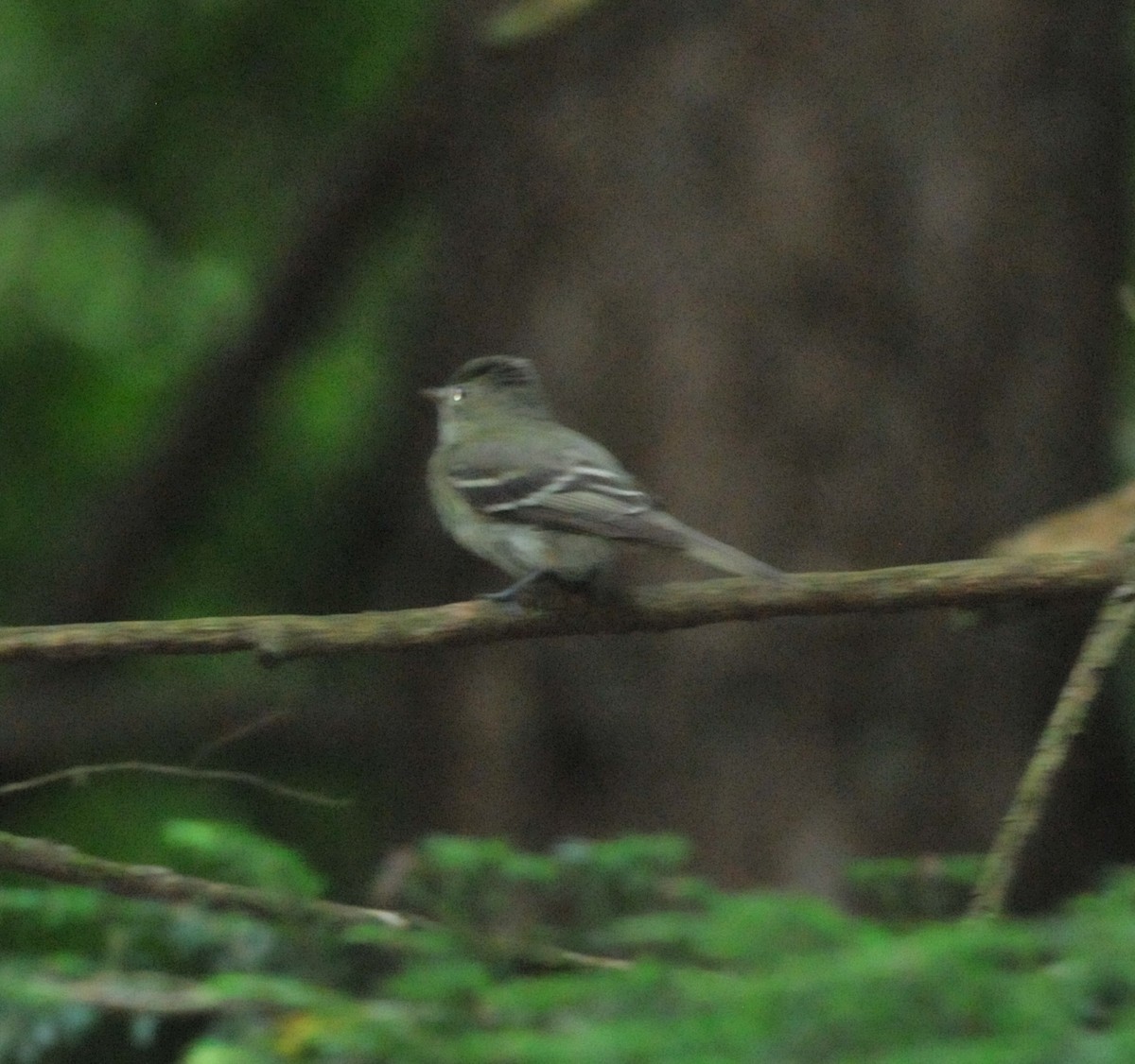 Acadian Flycatcher - ML171597061