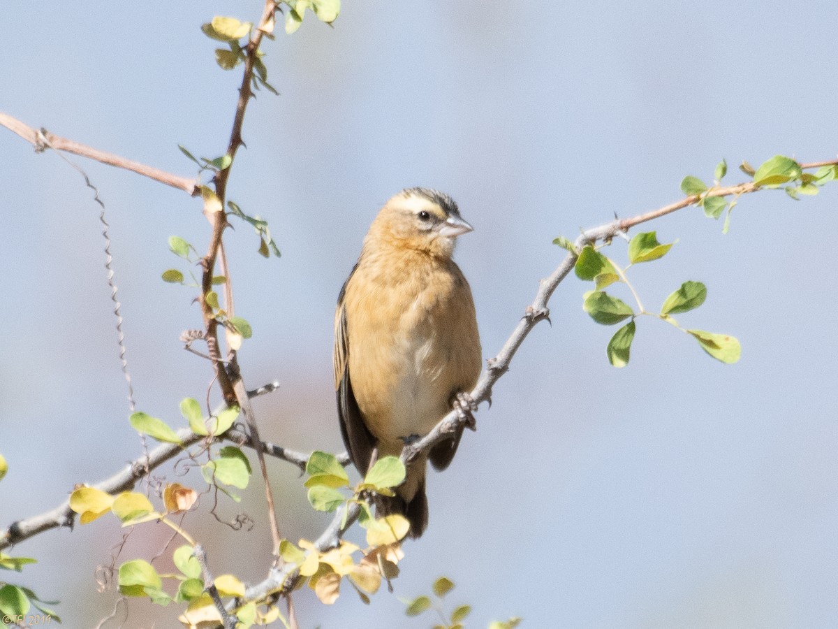 Black-winged Bishop - ML171597751